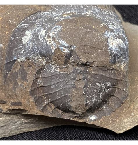 carboniferous fossils uk